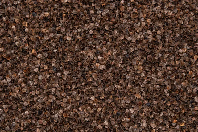 Buchweizenschalen im Detail als Naturfüllstoff für Kissen