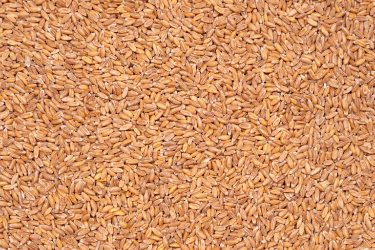 Dinkelkerne im Detail als Wärmespeicherfüllstoff