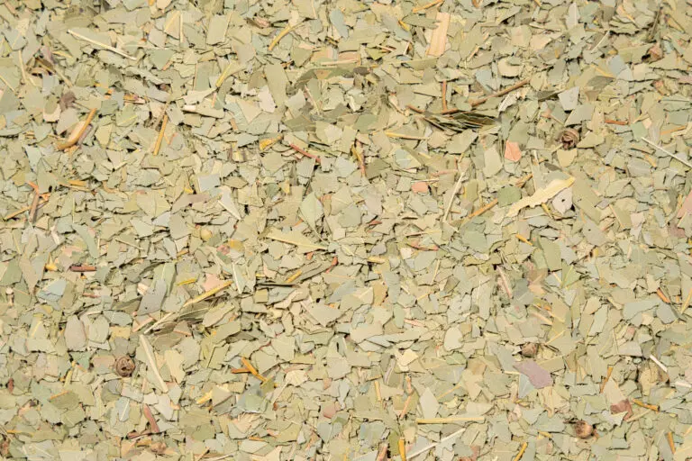 Eukalyptusblätter im Detail als belebende Duftkomponente