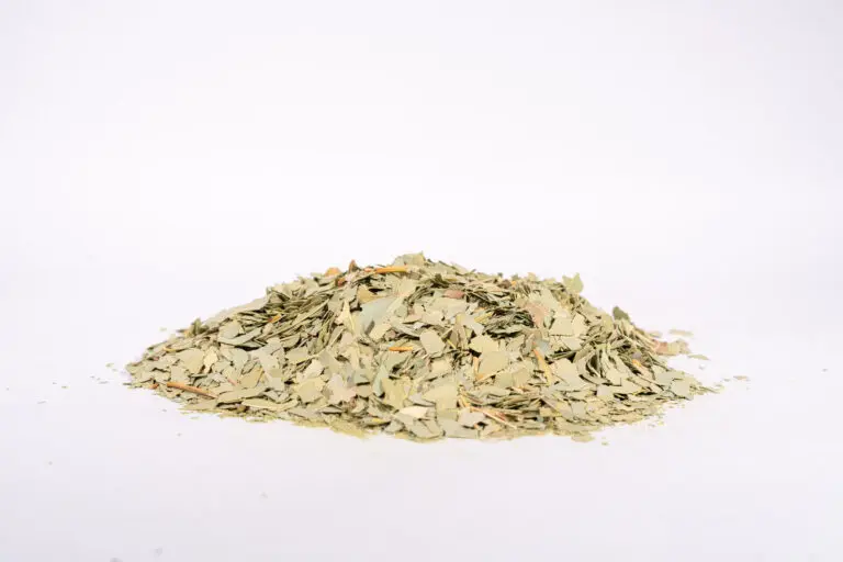 Eukalyptusblätter als Duftkomponente, lose auf weißem Hintergrund