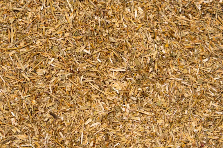 Kamillenkraut im Detail als milde Duftkomponente