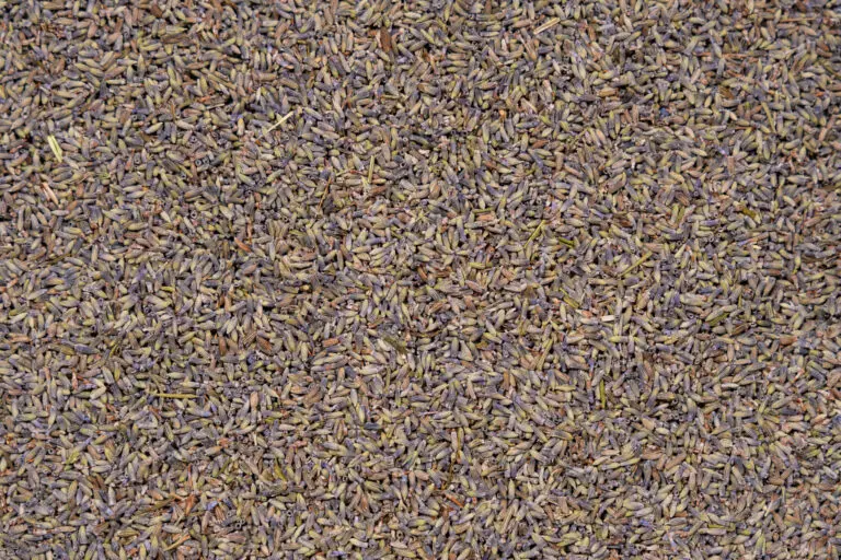 Lavandin im Detail als Duftkomponente für Aromakissen