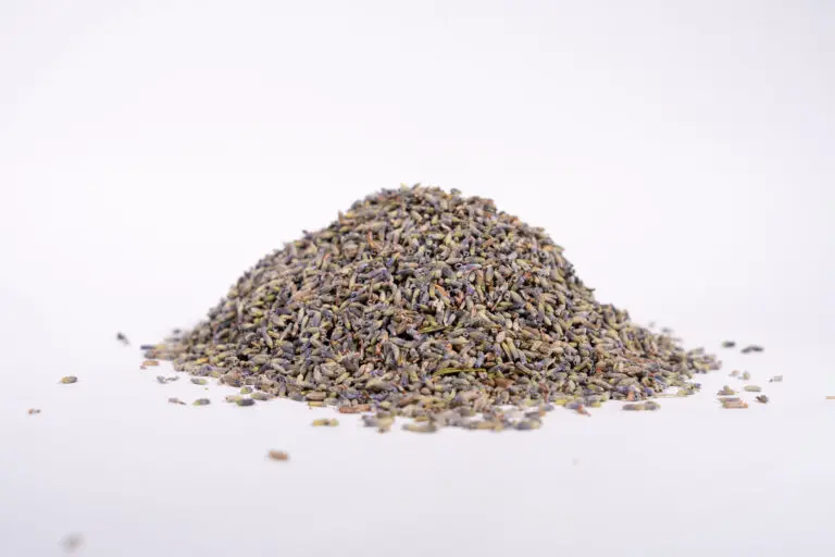 Lavandin-Blüten, lose auf weißem Hintergrund, Duftkomponente