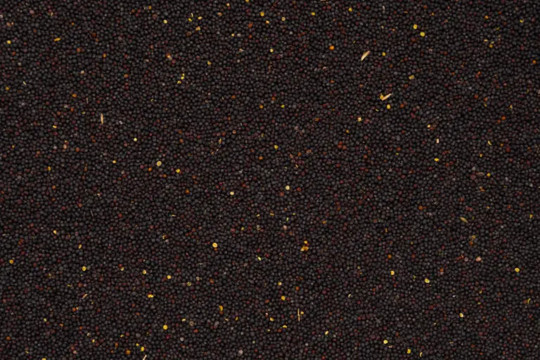 Rapssamen im Detail als sehr feinkörniger Wärmefüllstoff