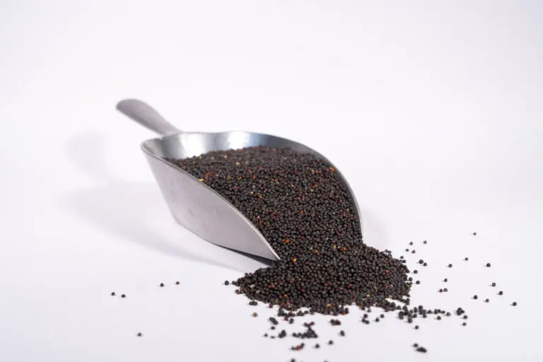 Rapssamen auf Schaufel, Symbol für Abfüllung